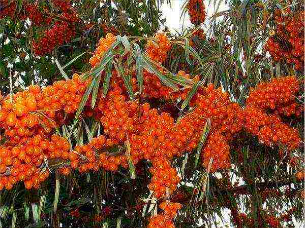 ang pinakamahusay na pagkakaiba-iba ng sea buckthorn