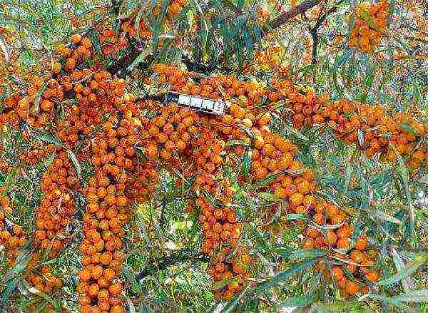 ang pinakamahusay na pagkakaiba-iba ng sea buckthorn