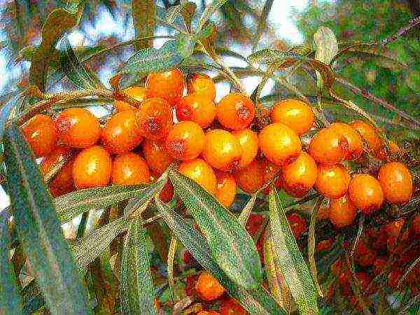 ang pinakamahusay na pagkakaiba-iba ng sea buckthorn