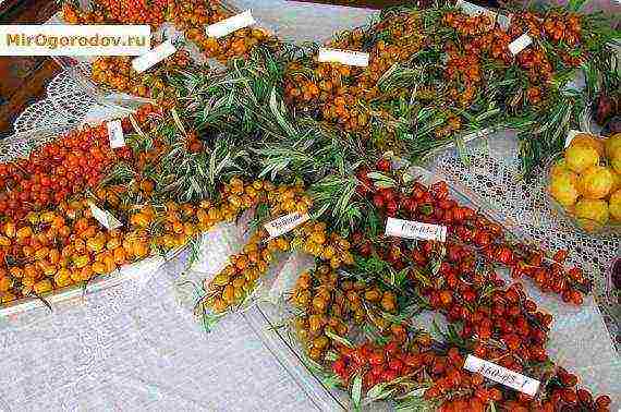 the best varieties of sea buckthorn