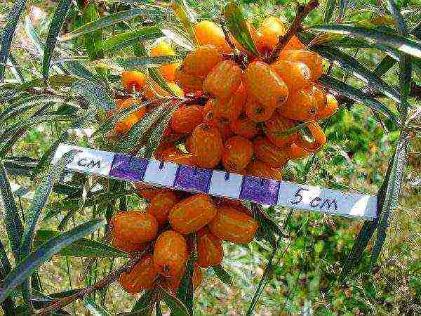 ang pinakamahusay na pagkakaiba-iba ng sea buckthorn