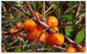 the best varieties of sea buckthorn