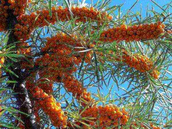 ang pinakamahusay na pagkakaiba-iba ng sea buckthorn