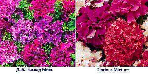 the best varieties of petunias