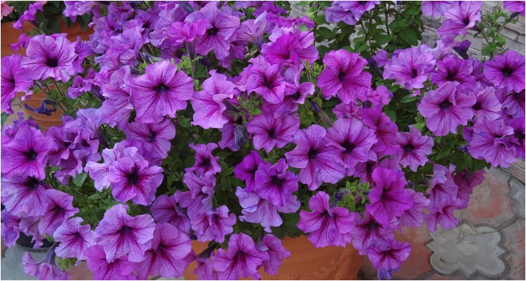 the best varieties of petunias