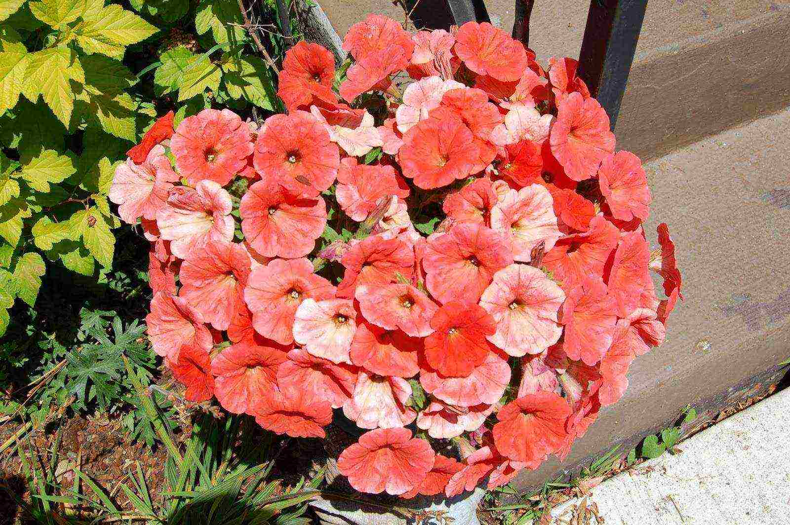 the best varieties of petunias