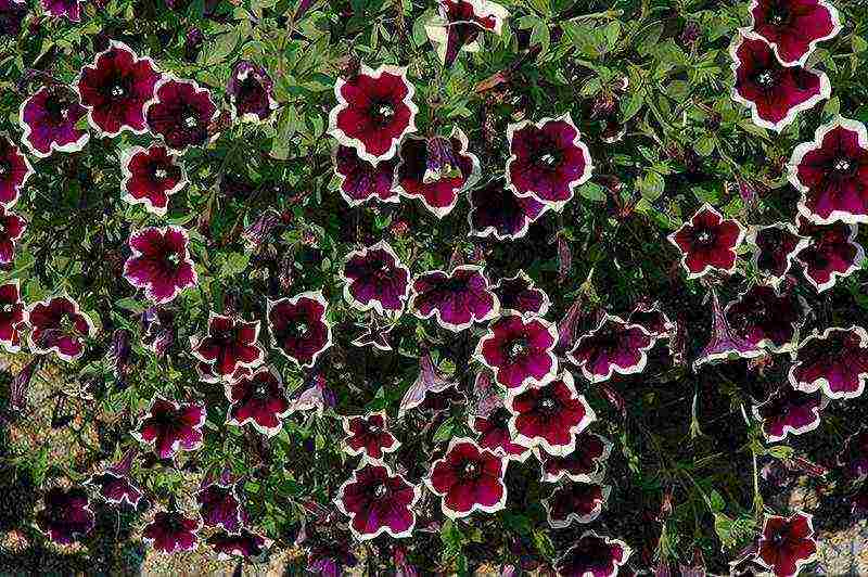 the best varieties of petunias