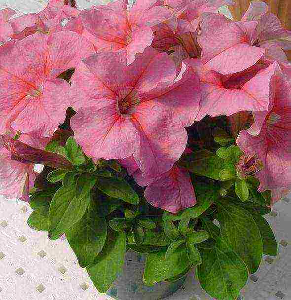 the best varieties of petunias