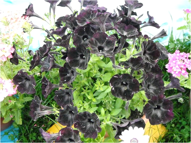 the best varieties of petunias