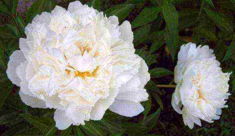 the best varieties of peonies