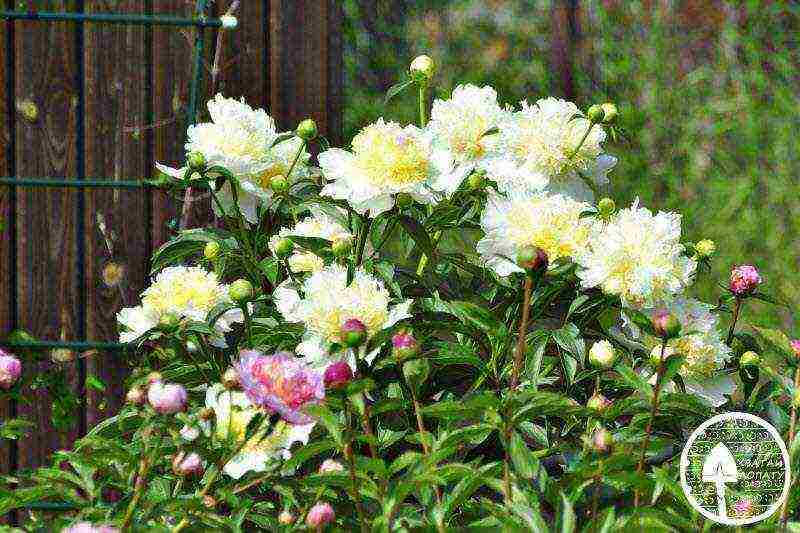 the best varieties of peonies