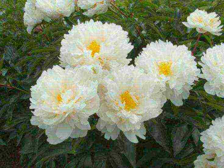 the best varieties of peonies