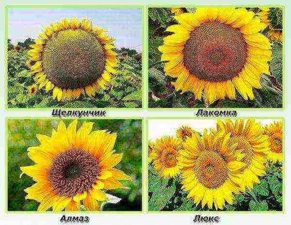 the best sunflower varieties