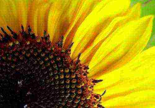 the best sunflower varieties