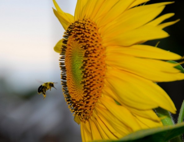 the best sunflower varieties