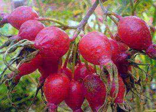 the best varieties of rose hips