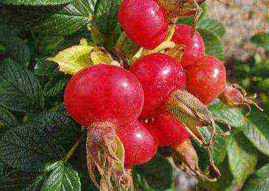 the best varieties of rose hips