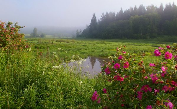 the best varieties of rose hips