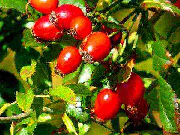 the best varieties of rose hips