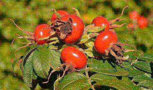 the best varieties of rose hips