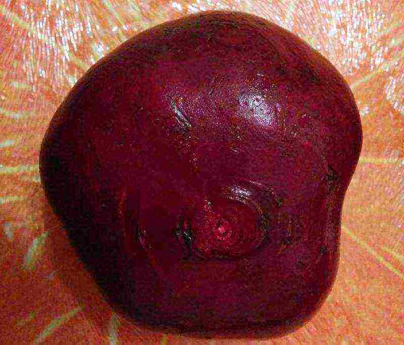 the best varieties of beetroot