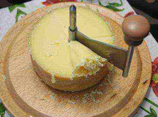 najbolje sorte sira