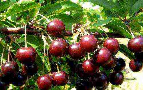 the best cherry variety