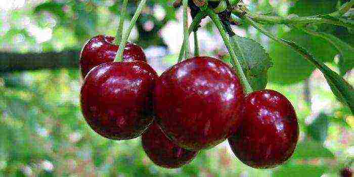 the best cherry variety