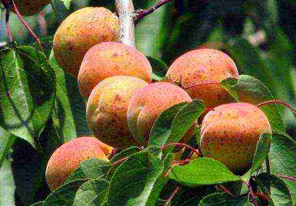 the best variety of apricot
