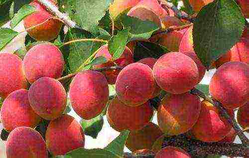 the best variety of apricot