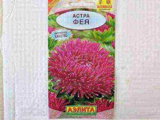 the best variety of asters