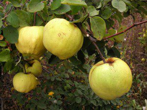 the best variety of quince