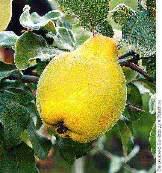the best variety of quince