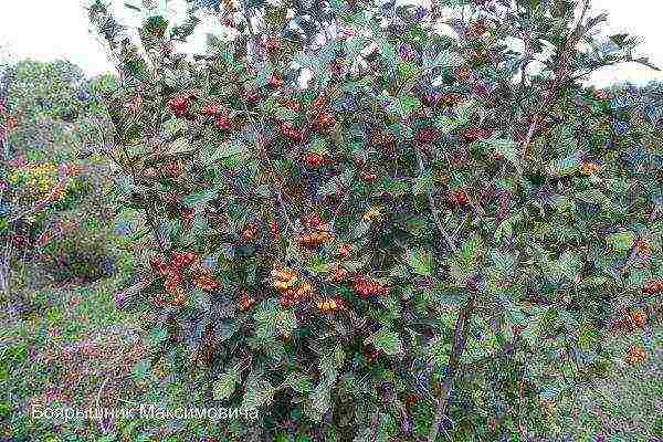 ang pinakamahusay na pagkakaiba-iba ng hawthorn