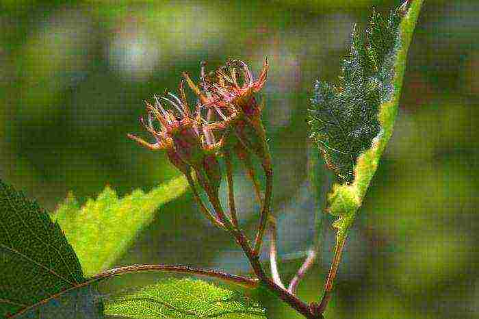 the best variety of hawthorn