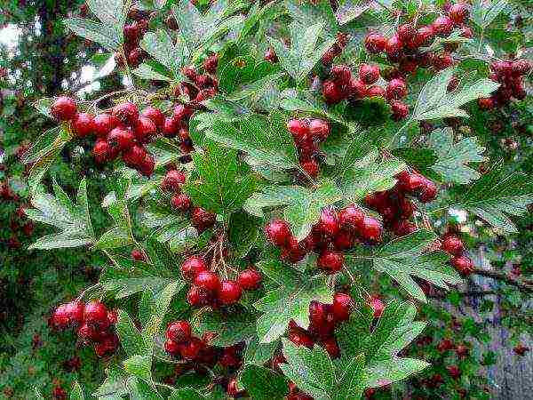 ang pinakamahusay na pagkakaiba-iba ng hawthorn