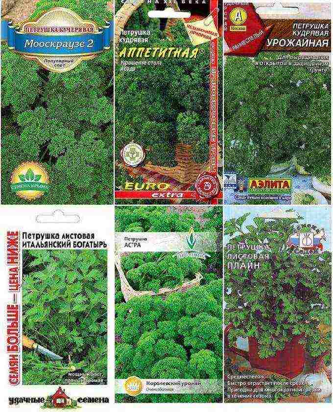 the best variety of parsley