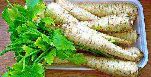 the best variety of parsley