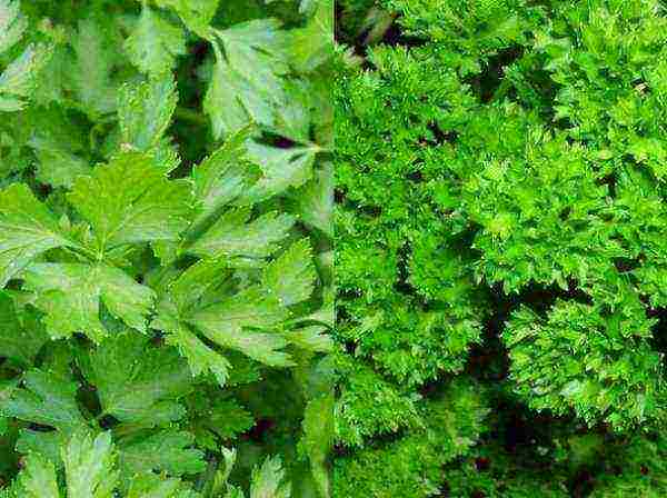 the best variety of parsley