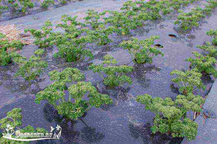 the best variety of parsley