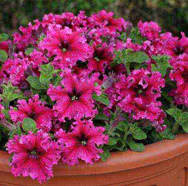 the best variety of petunia