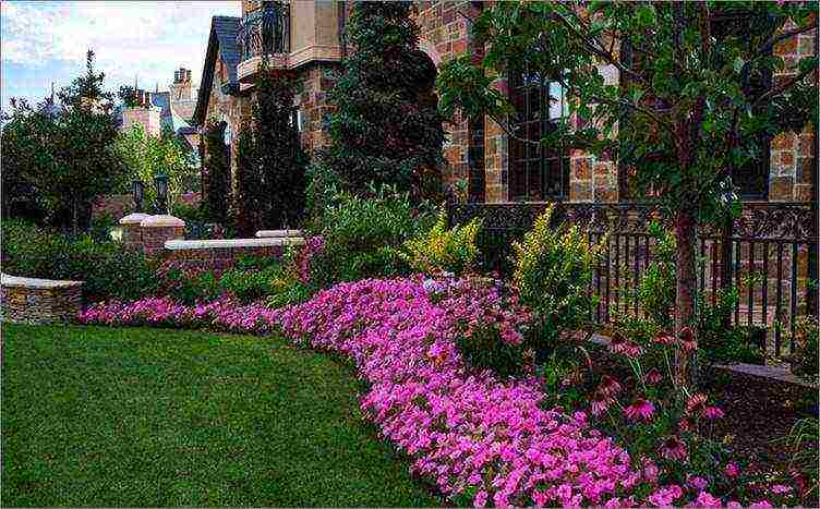 the best variety of petunia