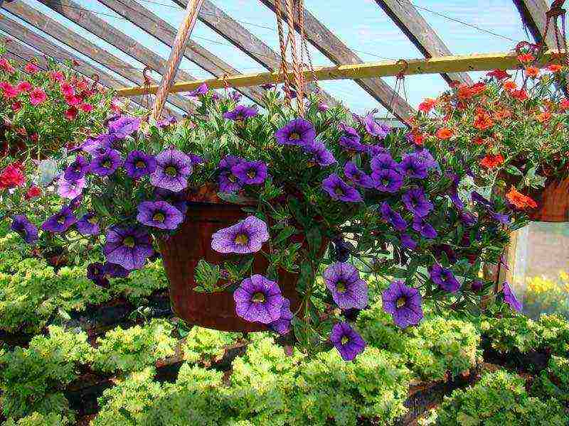 the best variety of petunia