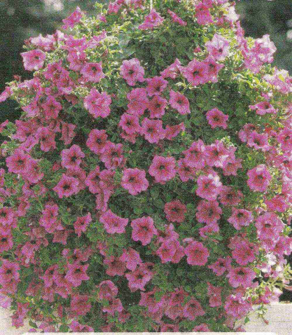 the best variety of petunia