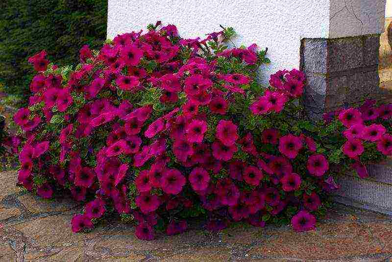 the best variety of petunia