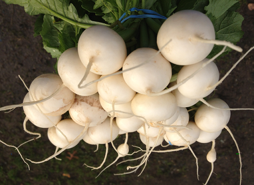 the best grade of turnip