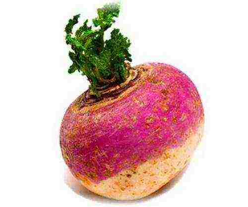 the best grade of turnip