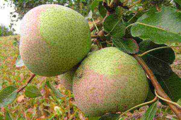 pear seedlings the best varieties