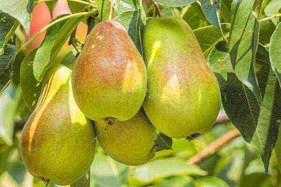 pear seedlings the best varieties