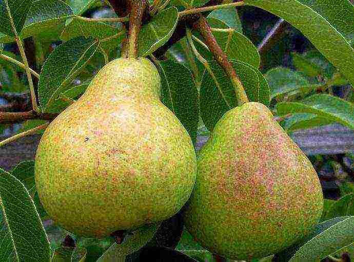 pear seedlings the best varieties